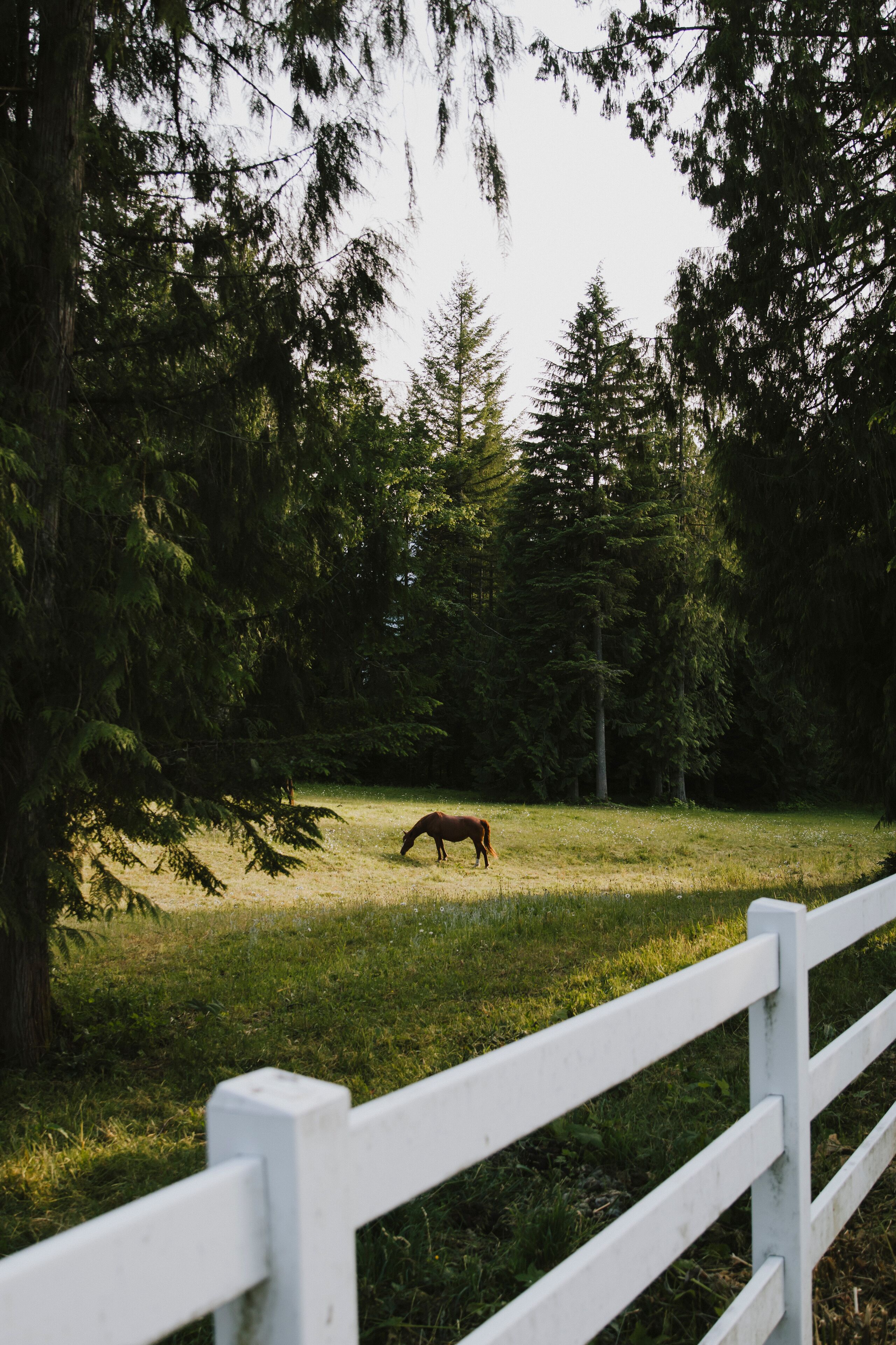 horse in pasture with white fence in Washington state