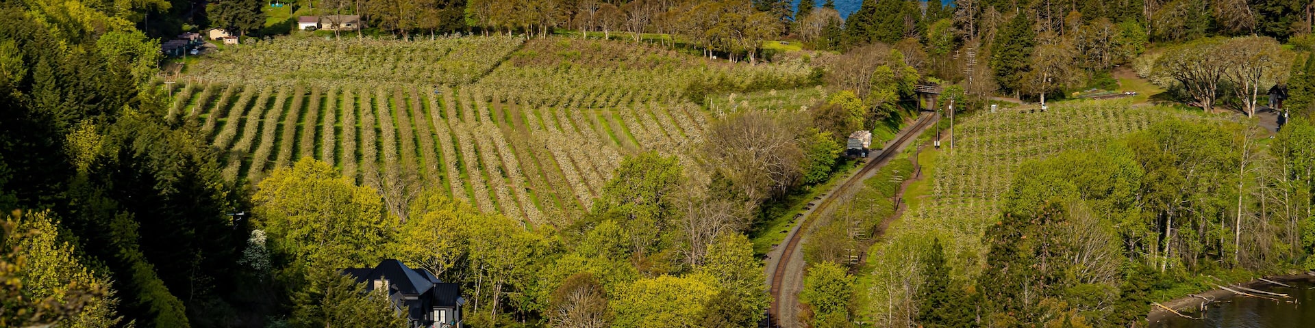 A pear orchard along the Columbia River in the Columbia River Gorge near Hood River Oregon