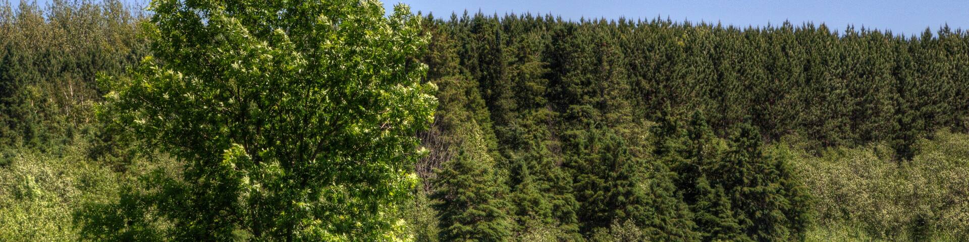 Moose Lake State Park, Minnesota