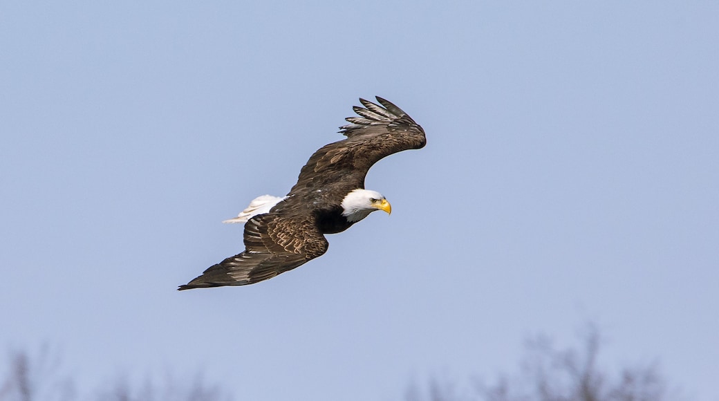 Soaring Bald Eagle in Flight over Mississippi River near Wabasha Minnesota in beautiful sunlight