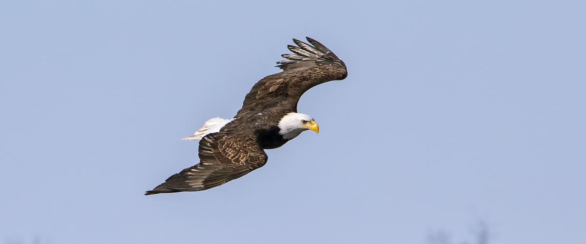 Soaring Bald Eagle in Flight over Mississippi River near Wabasha Minnesota in beautiful sunlight
