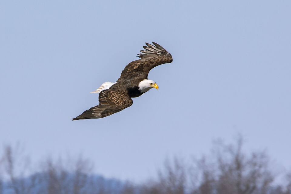 A bald eagle in flight against a clear sky.