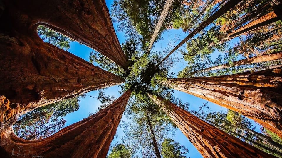 A view looking up at a tall tree with a clear blue sky in the background.