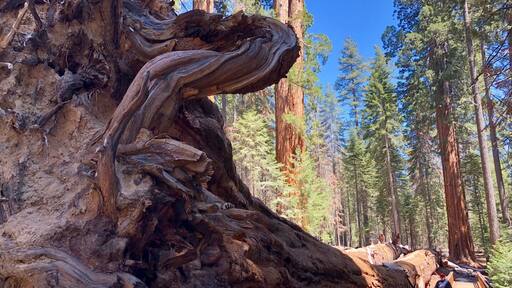 The Fallen Giant dwarfing my husband who is standing on the trail.