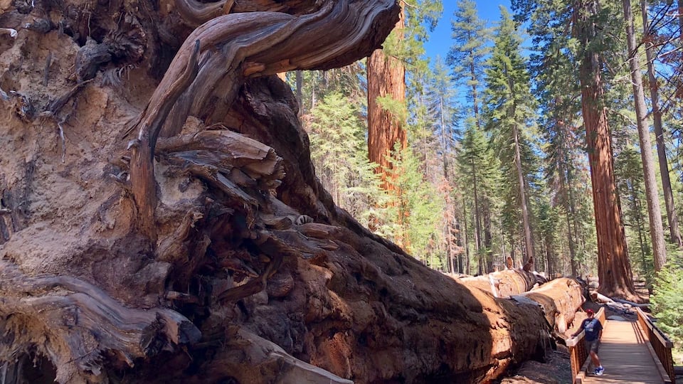 A fallen giant sequoia tree with a winding trunk in a forest.