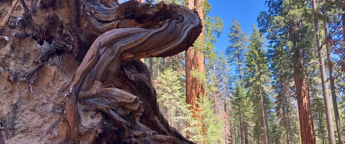 The Fallen Giant dwarfing my husband who is standing on the trail.