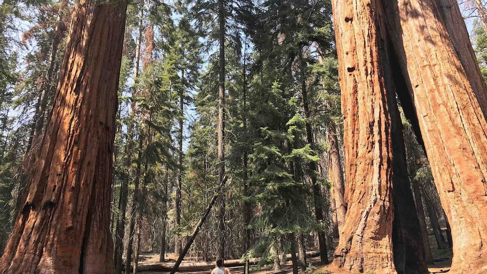 A forest with large redwood trees and a person walking on a dirt path.