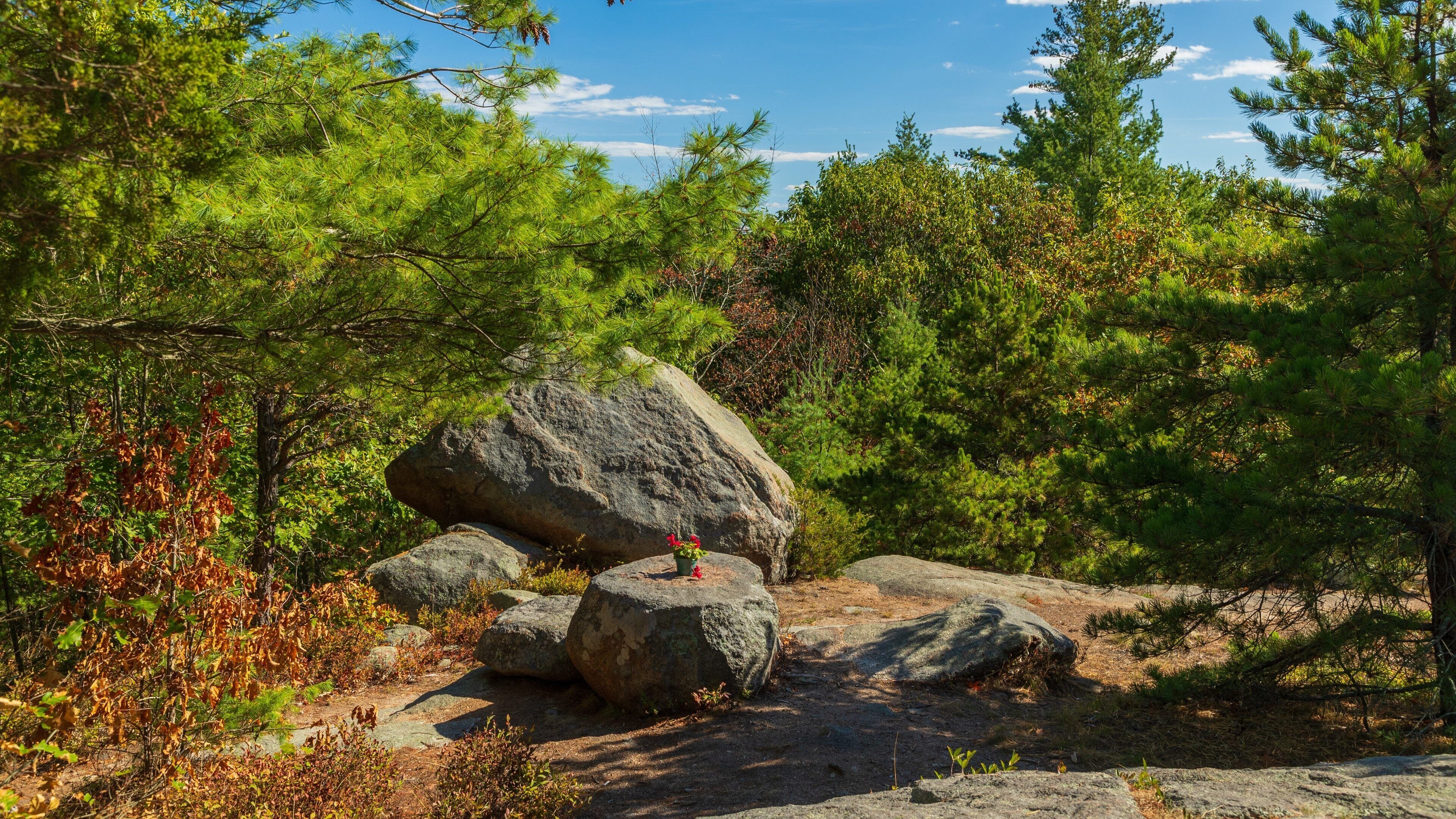 Agassiz Rock showing flowers and tranquil scenes