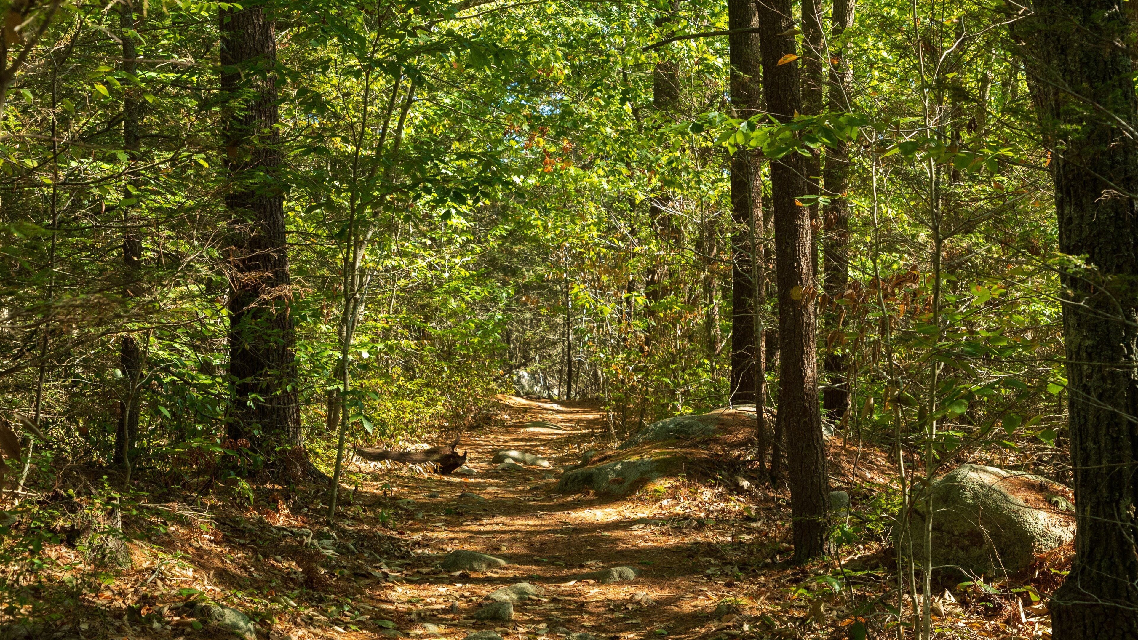 Agassiz Rock which includes forests