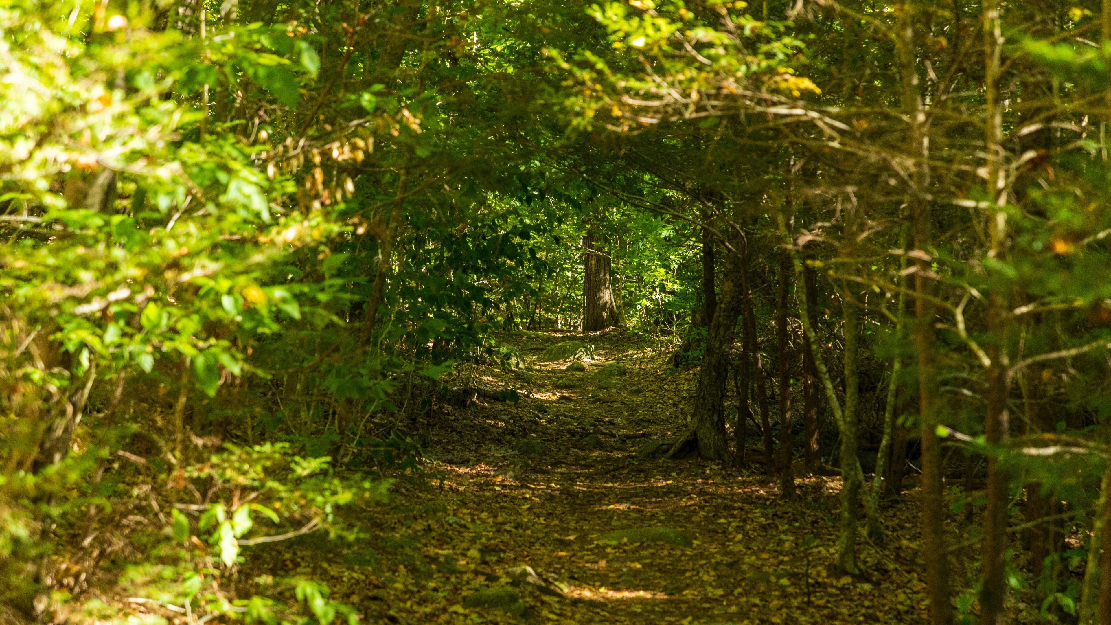 Agassiz Rock featuring forests and a garden