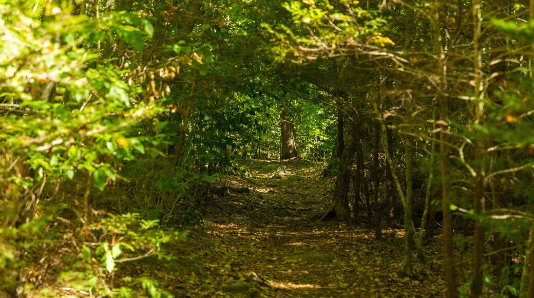 Agassiz Rock featuring forests and a garden