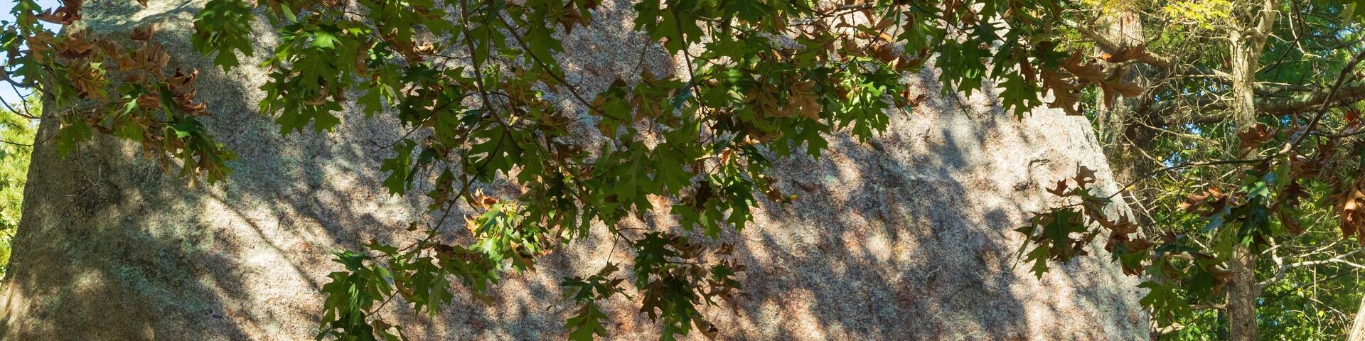 Agassiz Rock featuring tranquil scenes