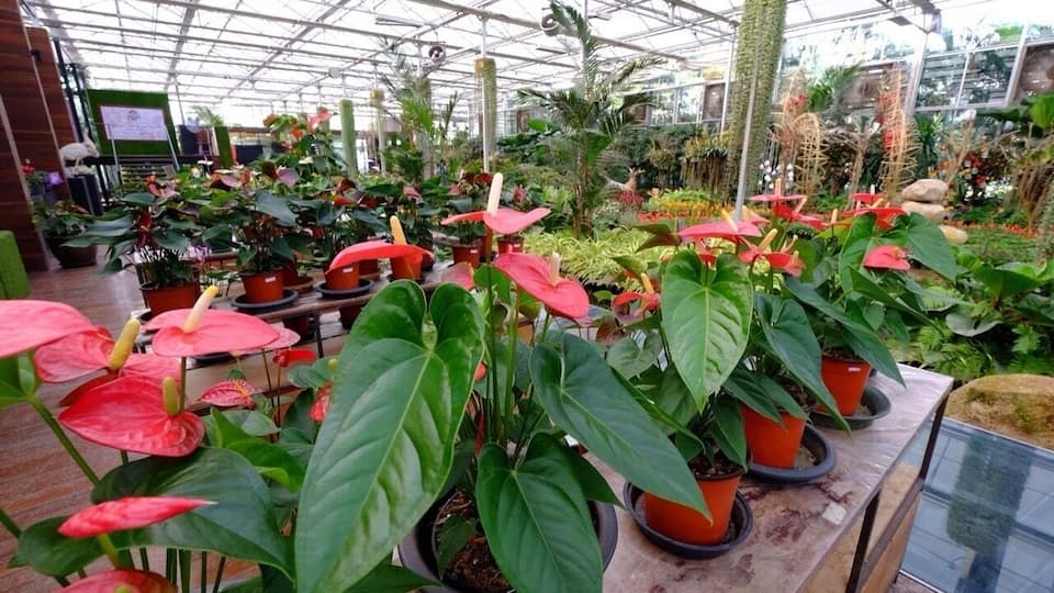 A greenhouse with various potted plants, including red and green foliage, and a glass ceiling.