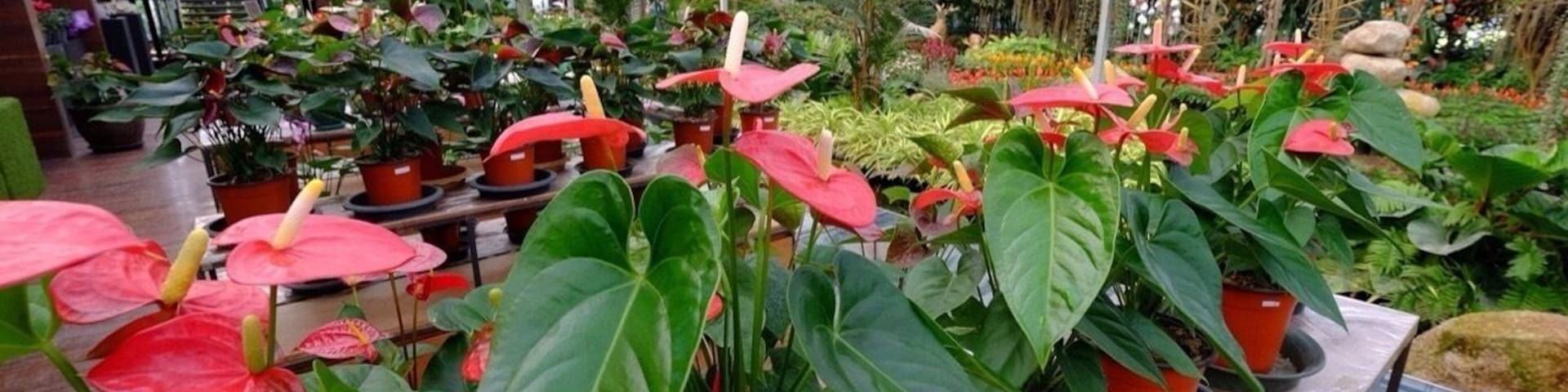 Blooming poinsettia in Dasada gallery.....art gallery that flowers and plants are used for the art works.