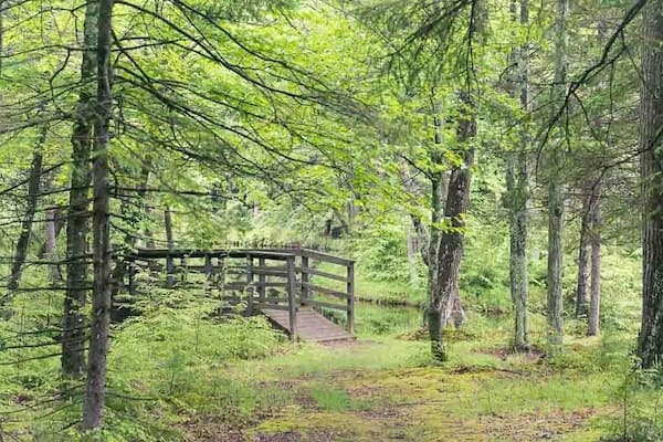 A wooden bridge in a forested area with lush greenery.