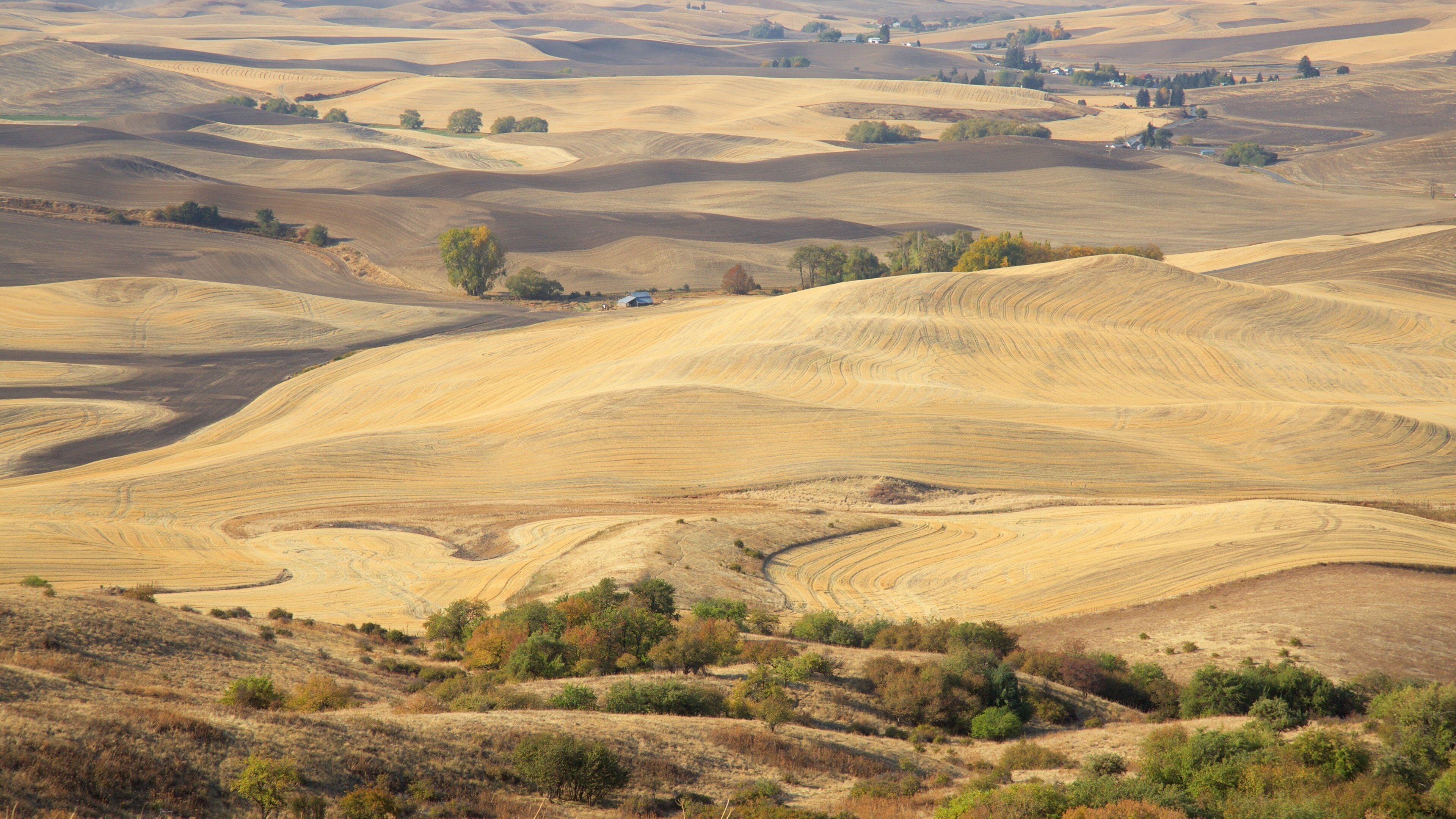 Rolling hills with sparse vegetation and a few scattered trees.