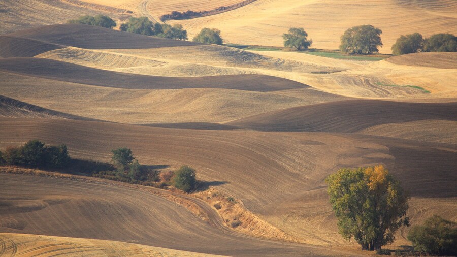 Steptoe Butte State Park featuring tranquil scenes