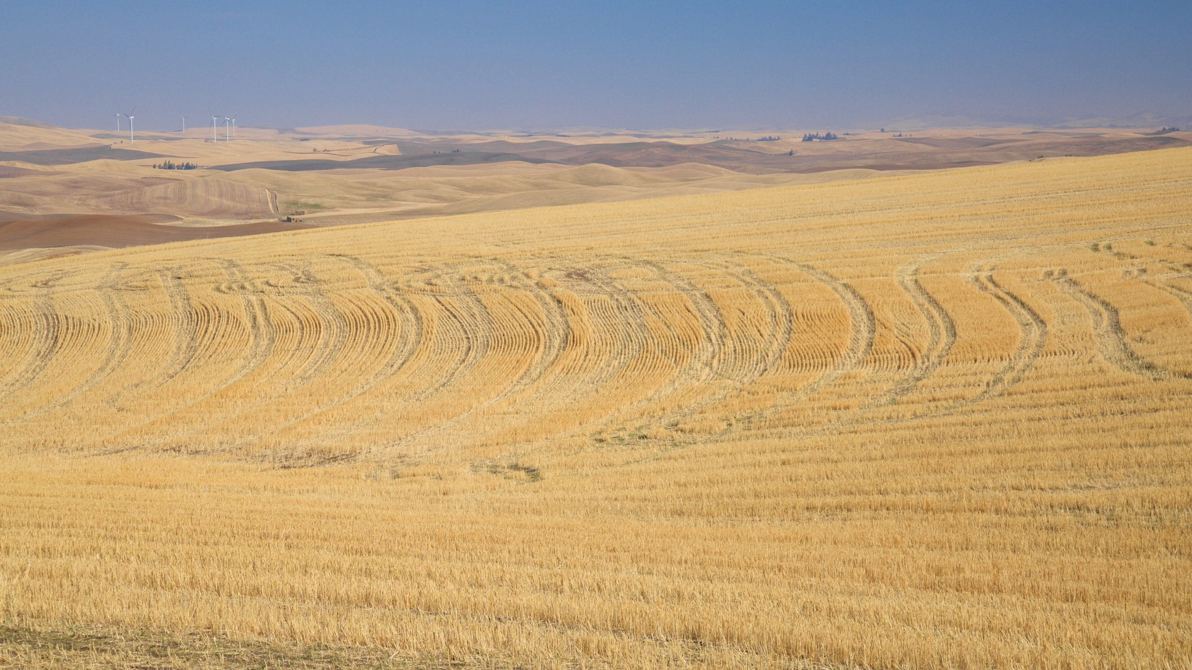 A vast wheat field with distinct furrows and wind turbines in the distance.