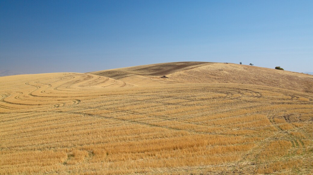 Steptoe Butte State Park featuring landscape views and tranquil scenes