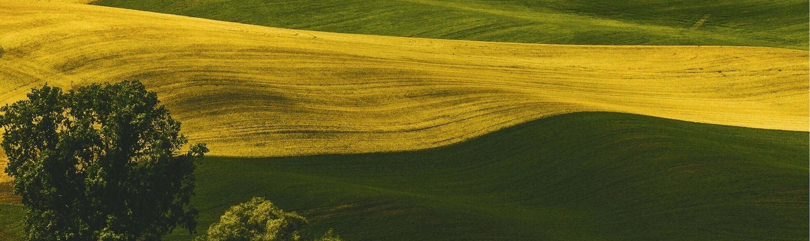 If you find yourself out in Eastern Washington, Steptoe Butte State Park is not to be missed. The lush rolling hills are best photographed during sunrise or sunset, when the hills are bathed in golden light. Make sure you bring your cold weather gear as it gets mighty cold and windy at the upper vista point!