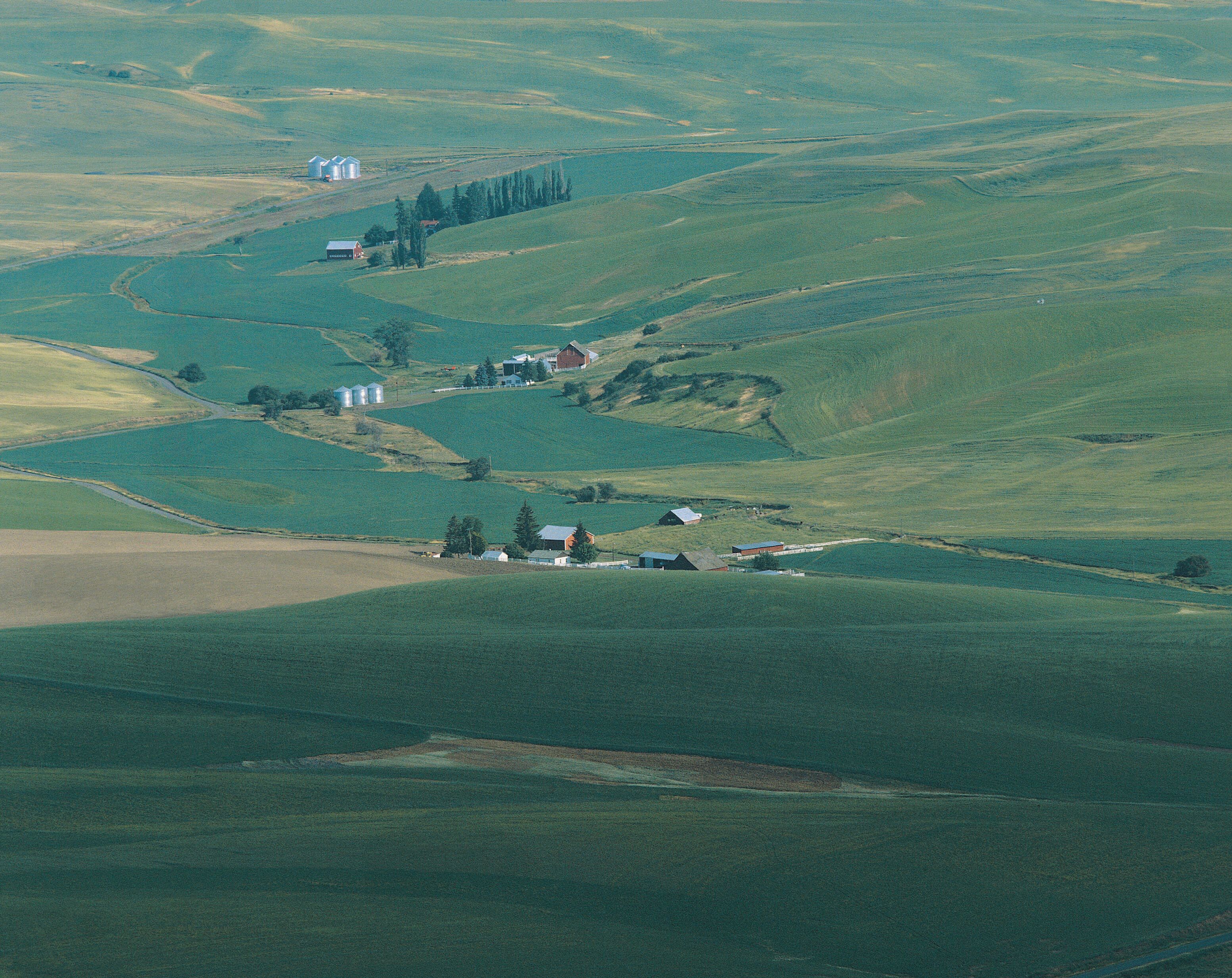 Fields of unripened grain from Steptoe Butte, Palouse Country, Washington, USA