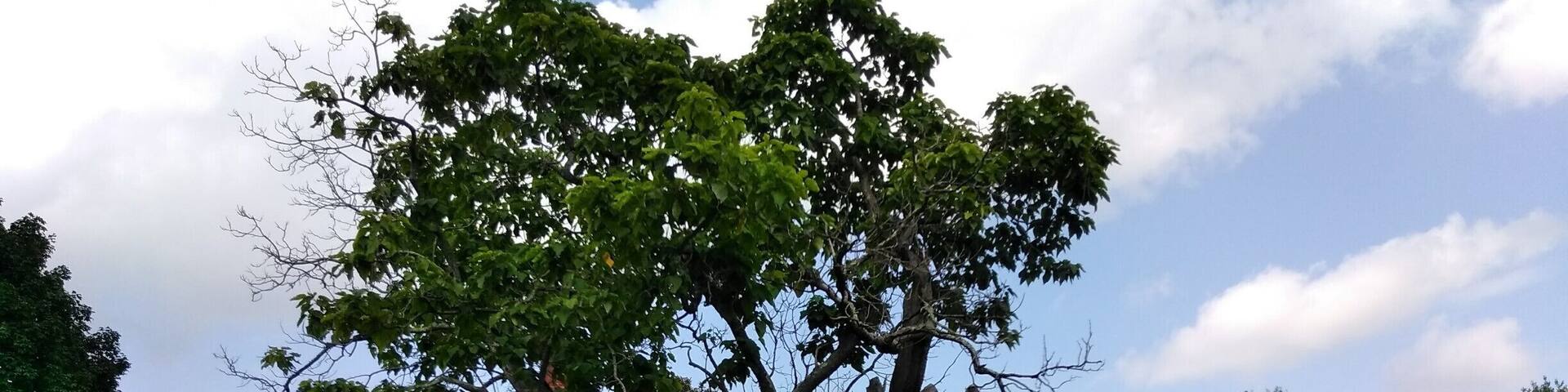 The Reynolds Homestead, built in 1943 is in a beautiful foothill setting. Hardin Reynolds and his wife produced 16 children here, the most famous being RJ Reynolds who migrated to Winston Salem, NC to start the tobacco empire of the same name. The catalpa tree in the foreground still remains from the earliest days of the homestead.