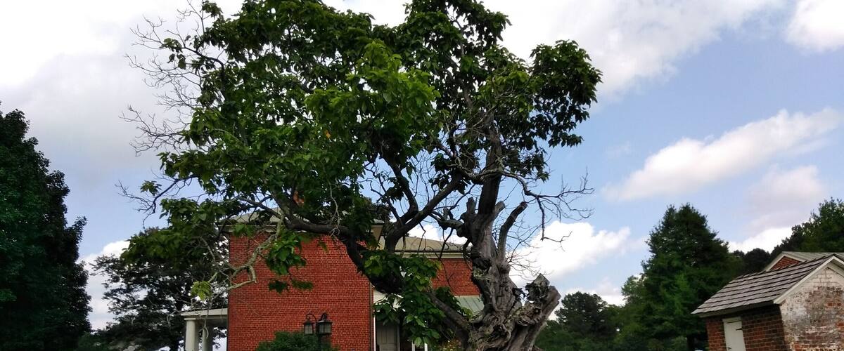 A brick building with a large tree in front.