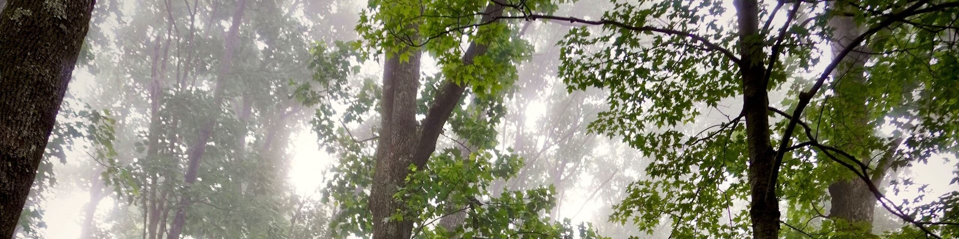 A foggy misty hike through the Blue Ridge Mountains near the Rocky Knob area. A mature forest of large oaks, ashes, hickories, Fraser magnolias, hemlocks, and other native trees, ferns and shrubs.