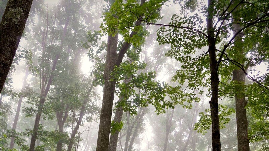 A foggy misty hike through the Blue Ridge Mountains near the Rocky Knob area. A mature forest of large oaks, ashes, hickories, Fraser magnolias, hemlocks, and other native trees, ferns and shrubs.