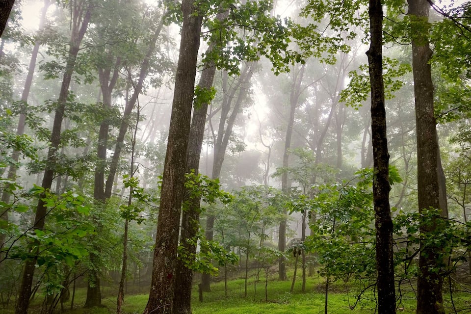 Ein Waldweg, umgeben von hohen Bäumen und dichtem Nebel.