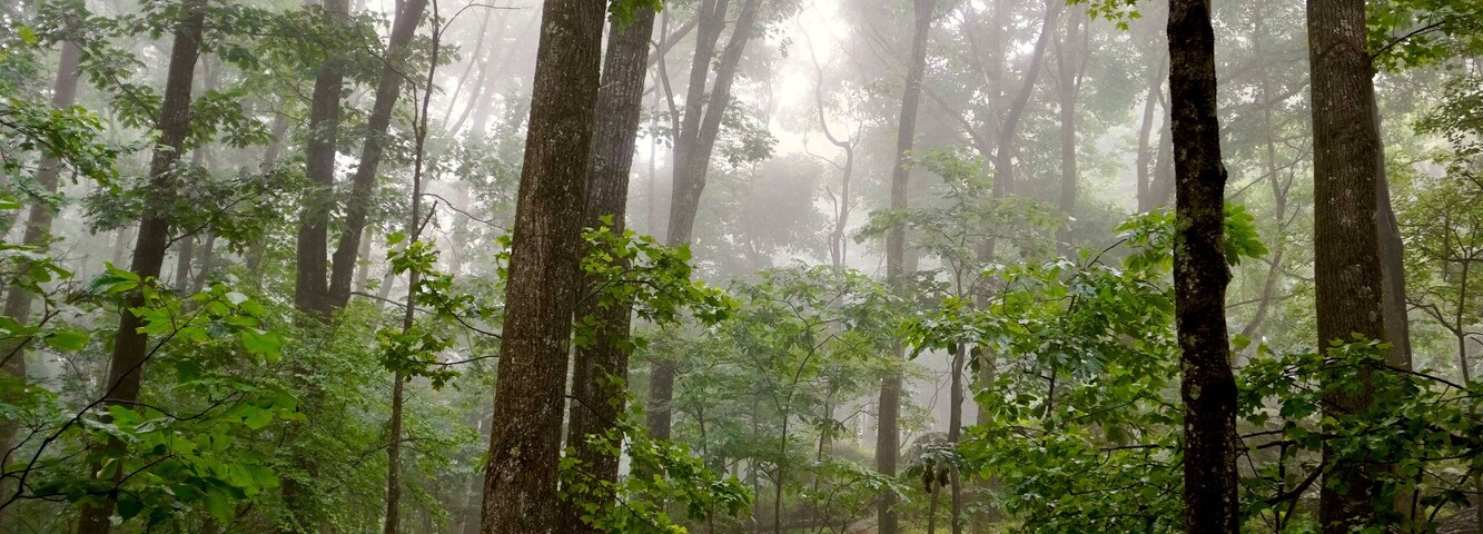 A foggy misty hike through the Blue Ridge Mountains near the Rocky Knob area. A mature forest of large oaks, ashes, hickories, Fraser magnolias, hemlocks, and other native trees, ferns and shrubs.