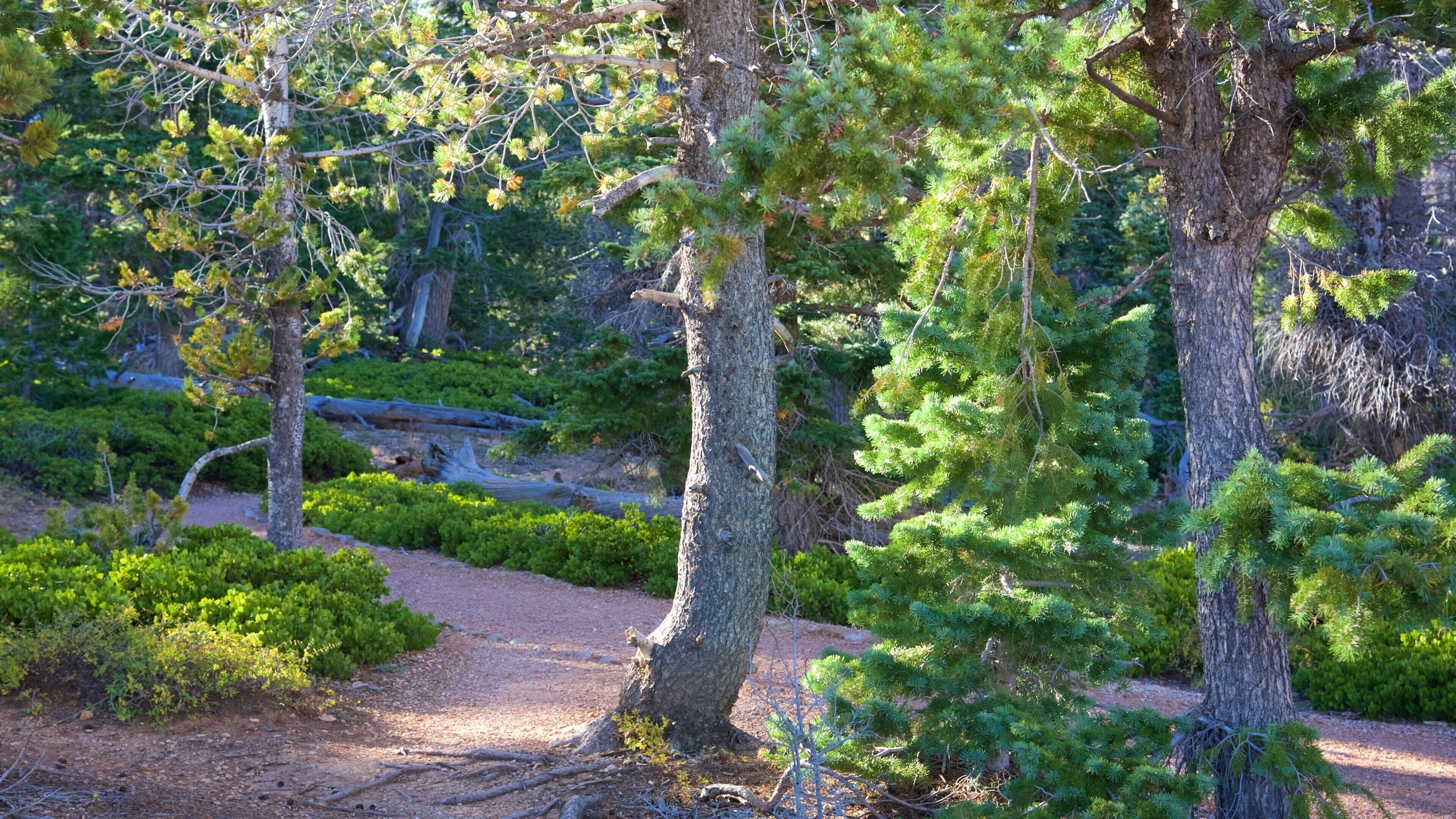 Bristlecone Loop featuring a garden