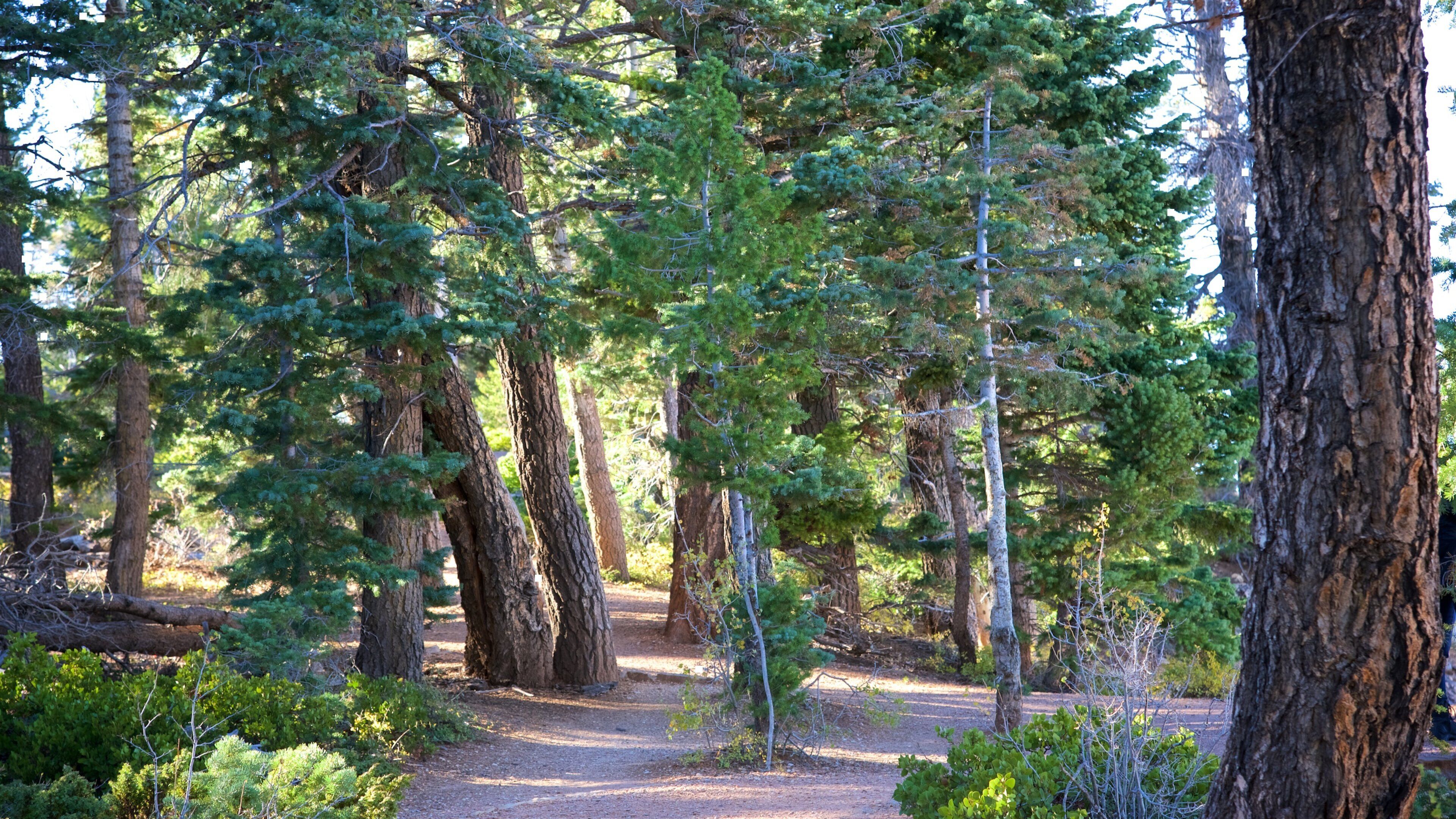 Bristlecone Loop which includes a park