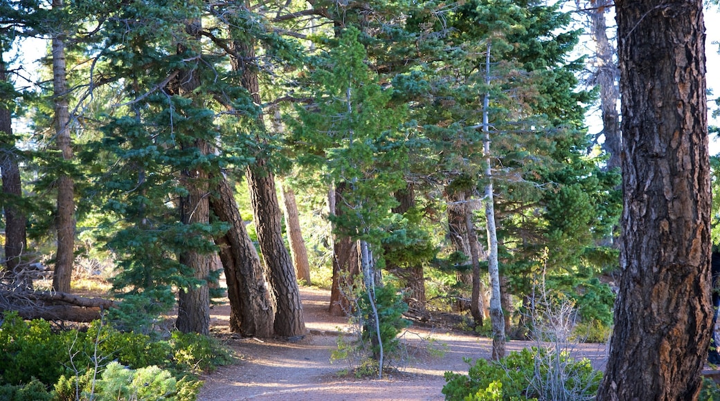 Bristlecone Loop which includes a park