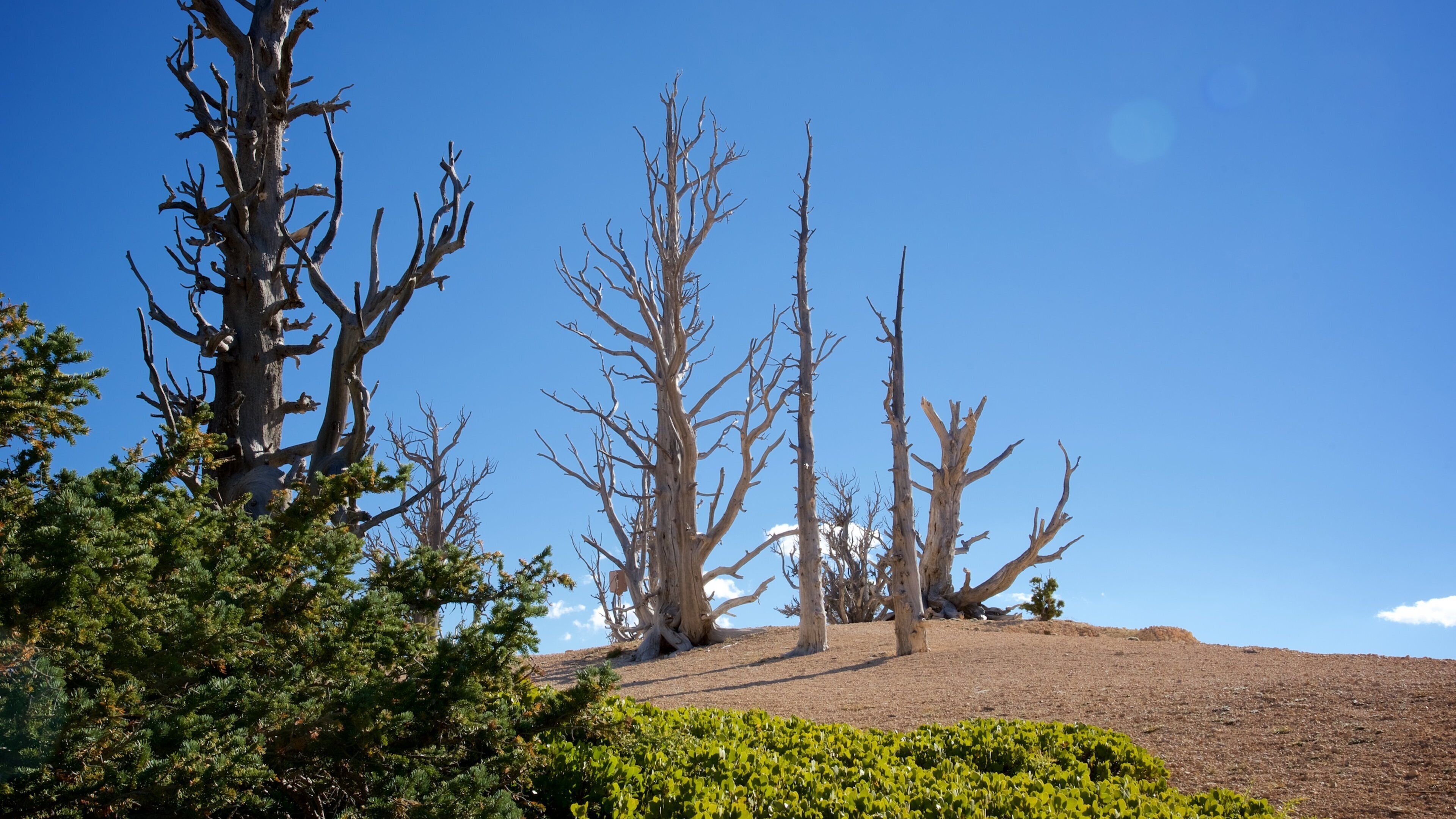 Bristlecone Loop featuring tranquil scenes