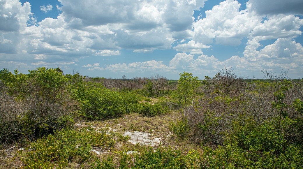 Balcones Canyonlands National Wildlife Refuge showing tranquil scenes