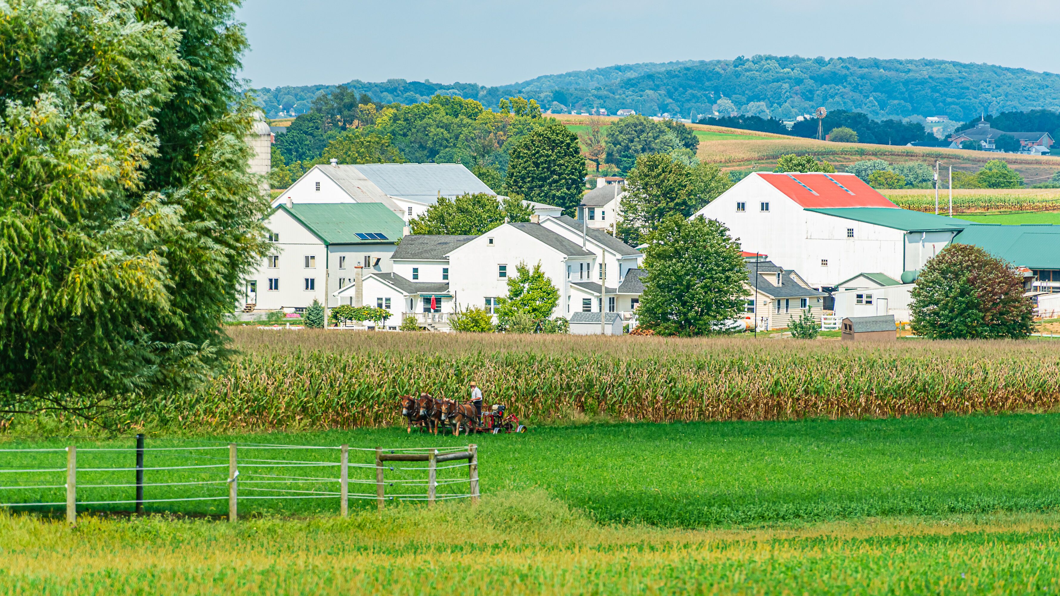 Un paysage rural avec des maisons blanches, un moulin à vent et un champ de maïs.