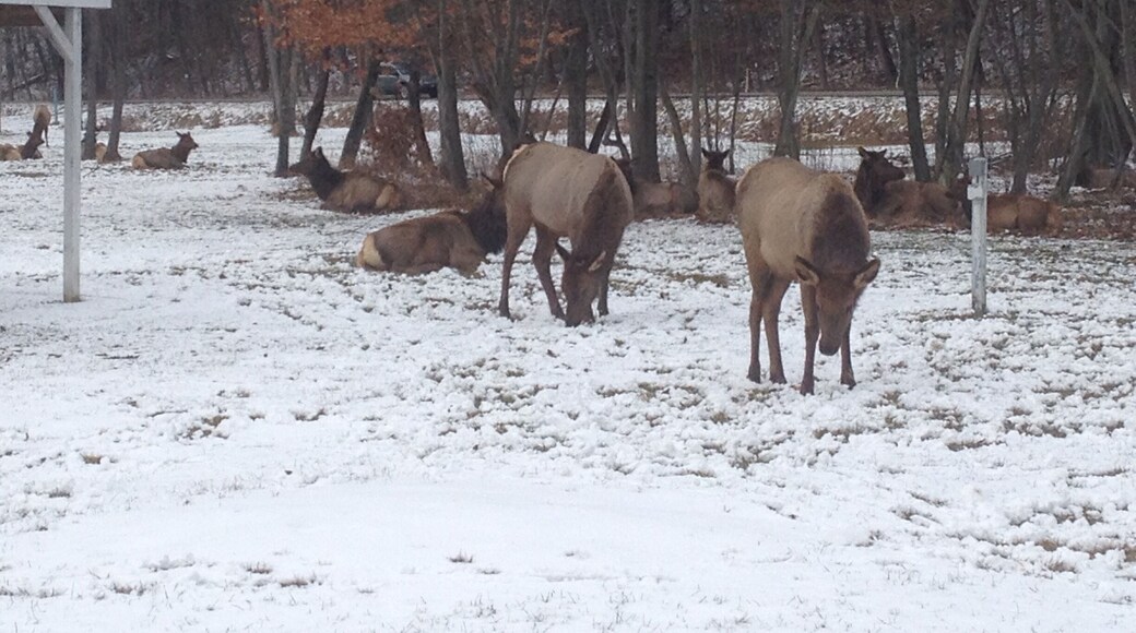 Elk County Pennsylvania - the herd of elk was previously extinct from hunting, so Rocky Mountain elk were brought from the west to repopulate. Now, you can see dozens of elk roaming this area, the herd is now up to over 200 elk!