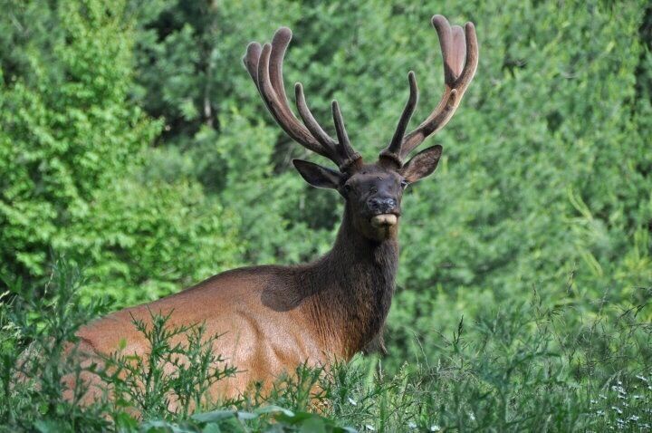 Elk in velvet