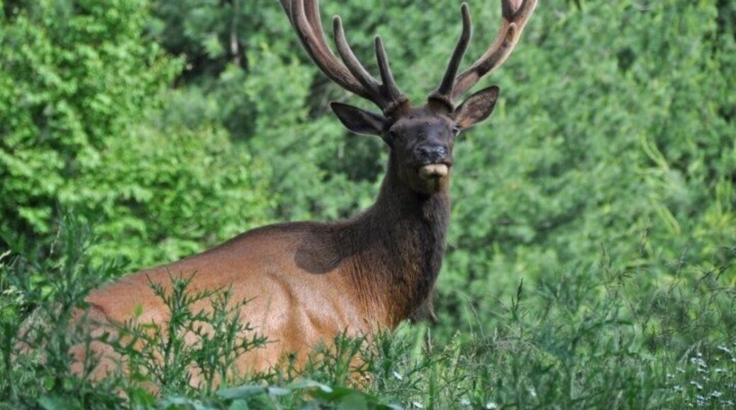 Elk in velvet