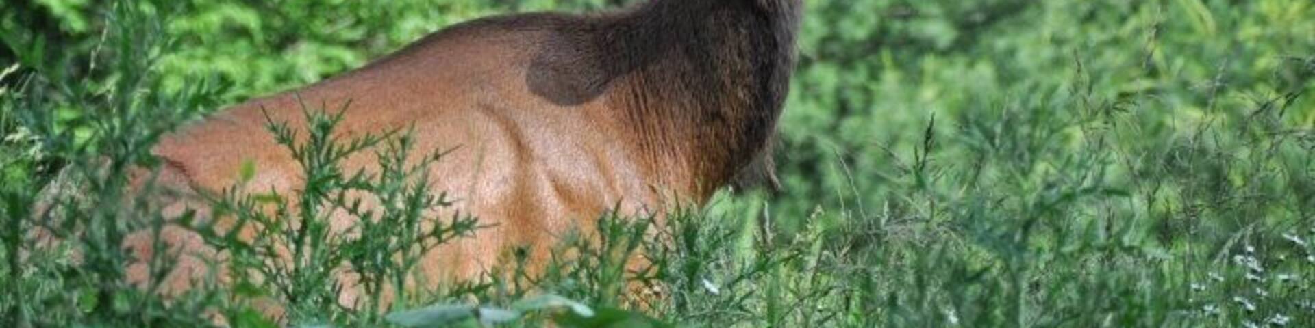 A deer in a forested area.