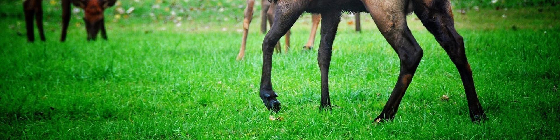 Bull elk on the move.