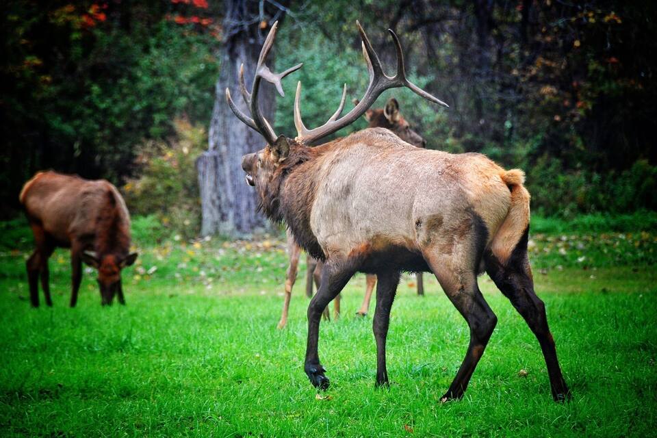 A large elk with prominent antlers in a grassy field with trees in the background.