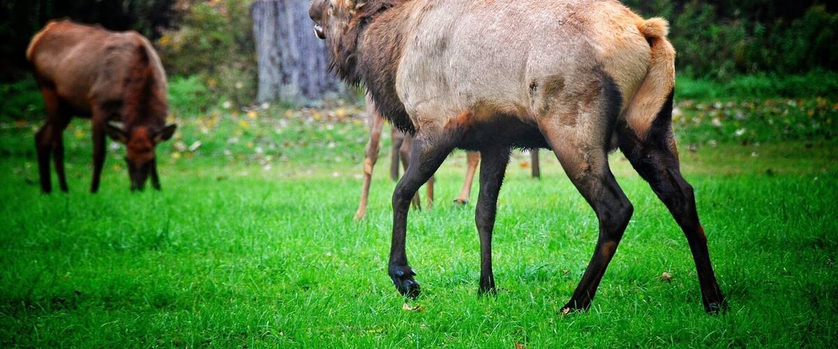 Bull elk on the move.