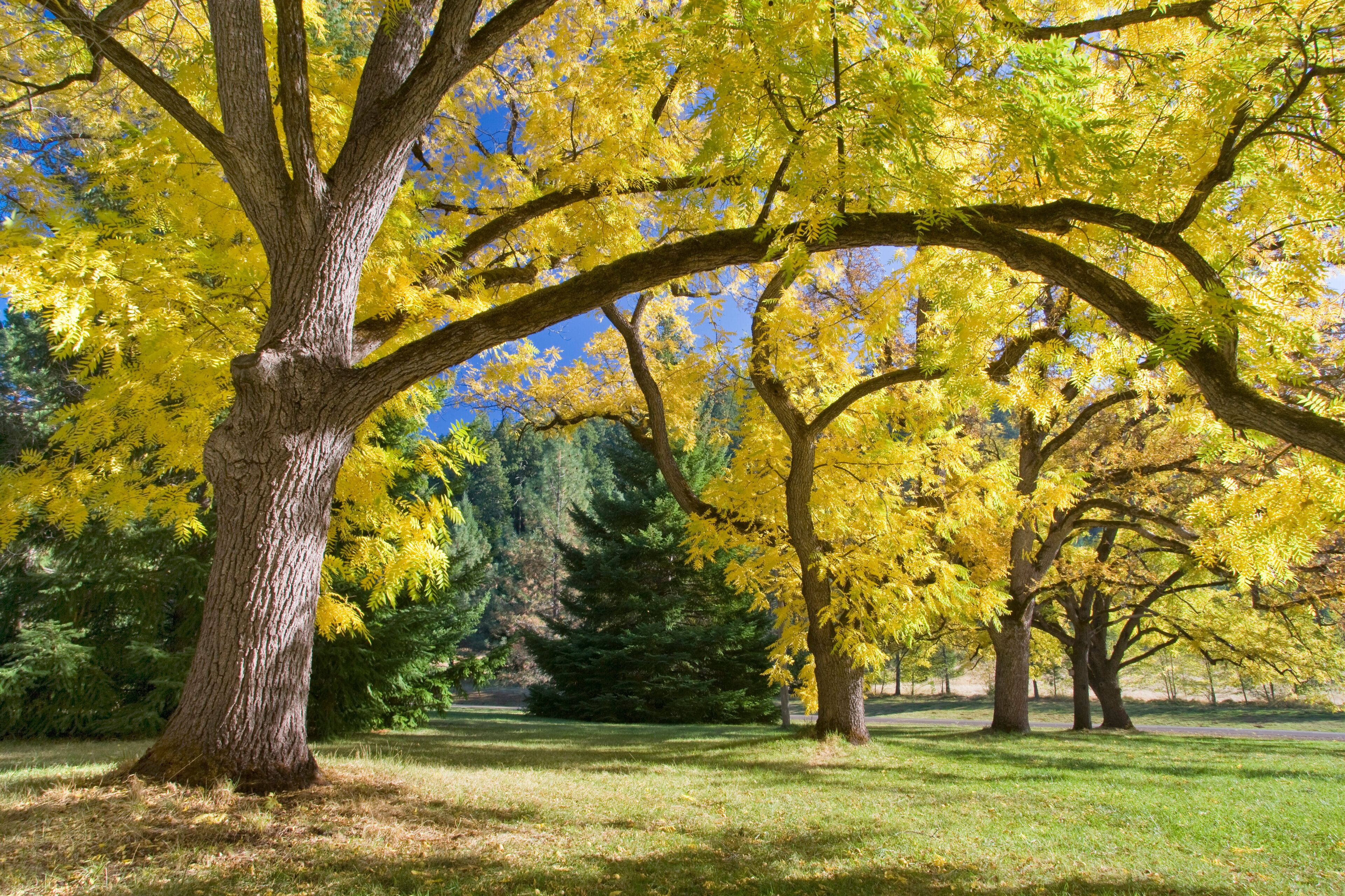 Trees in a state park, Joseph H. Stewart State Park, Oregon, USA
