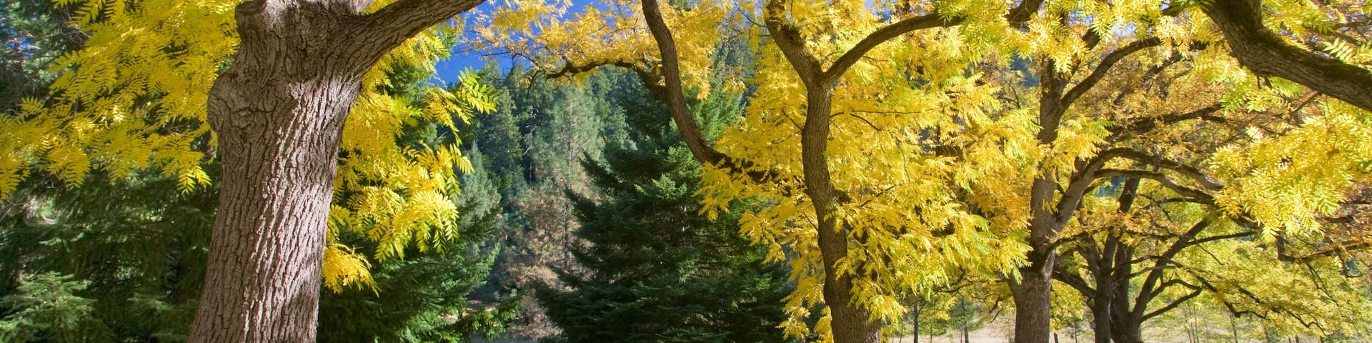 Trees in a state park, Joseph H. Stewart State Park, Oregon, USA