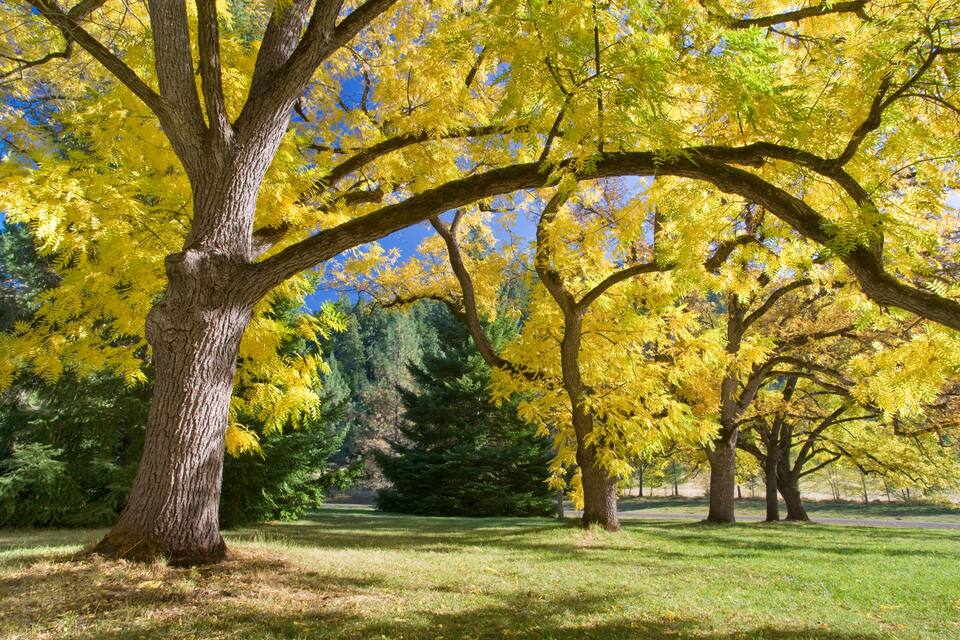 A park with trees displaying yellow autumn leaves, a grassy area, and a clear blue sky.