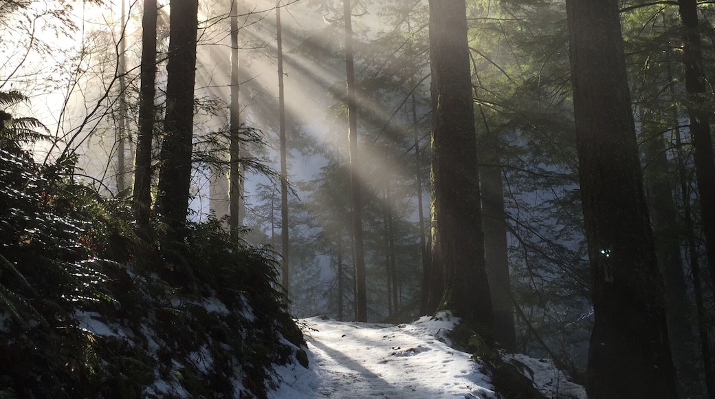 The trail was perfect, the day was beautiful and the lighting was amazing. A little icy so be careful #oregonnw