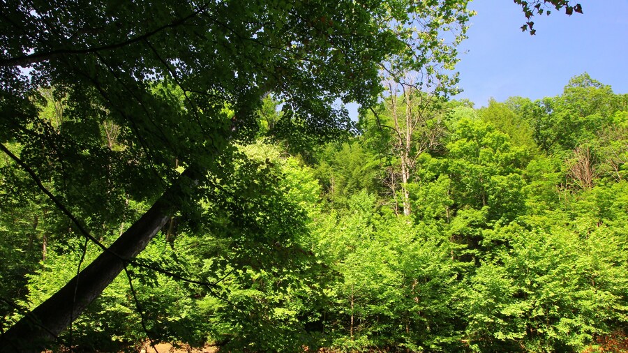 Mohican River in Summer, Mohican State Park, Ohio