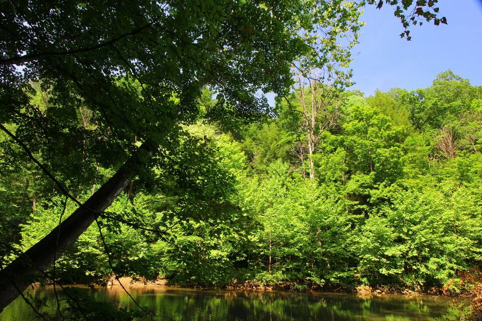 A dense forest with a calm river.